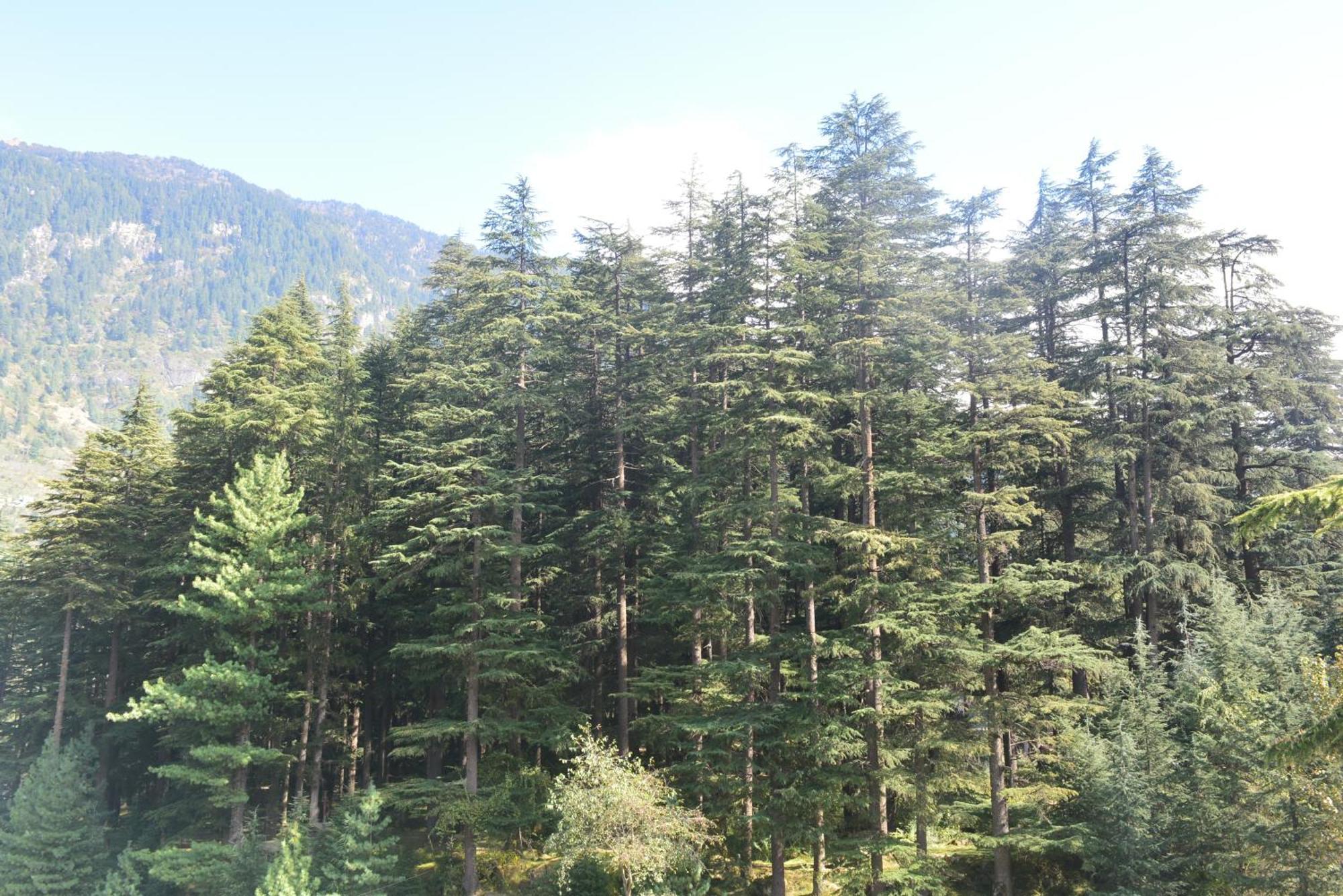 The Neelgiris Manāli Exterior foto